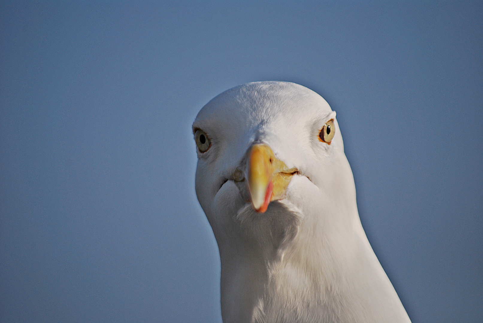 der freche Blick...