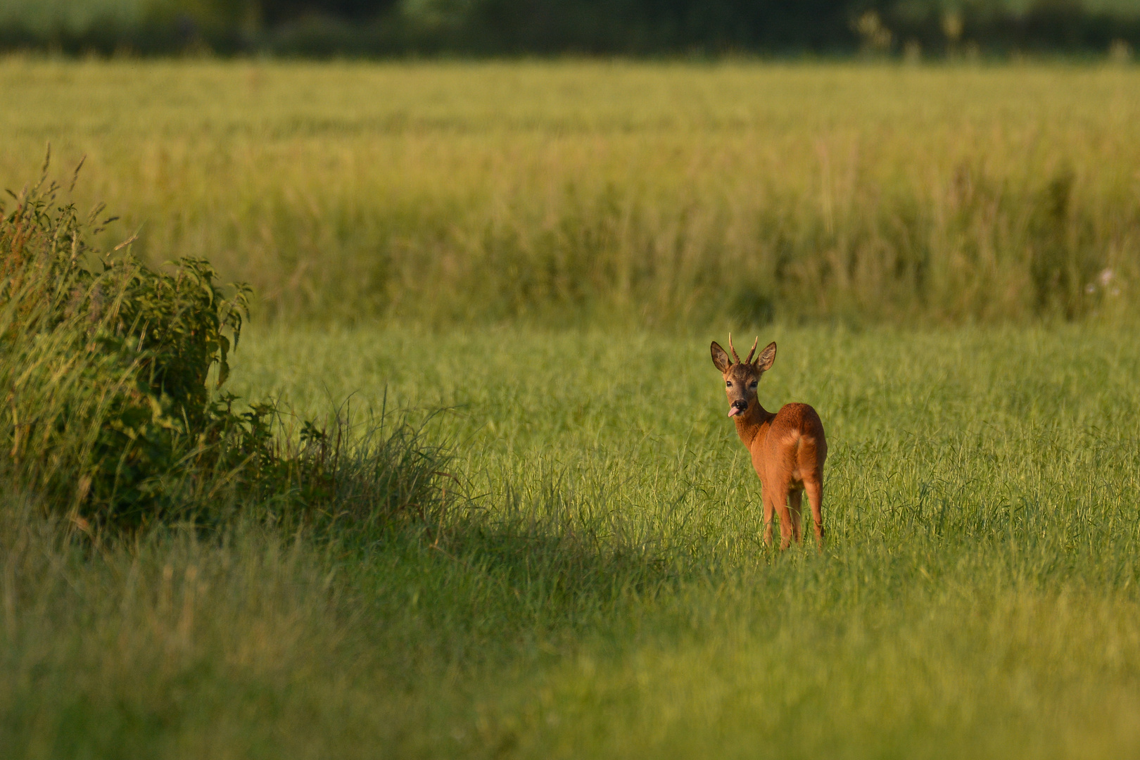 Der freche Bock