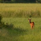 Der freche Bock