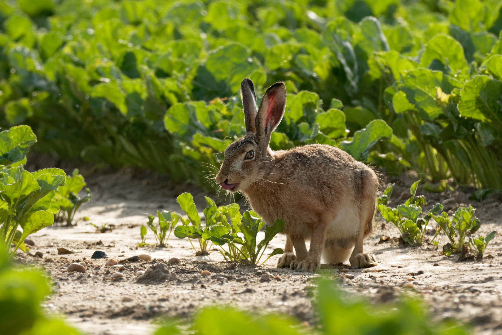 Der freche Hase ... ( Lepus europaeus) 