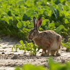 Der freche Hase ... ( Lepus europaeus) 