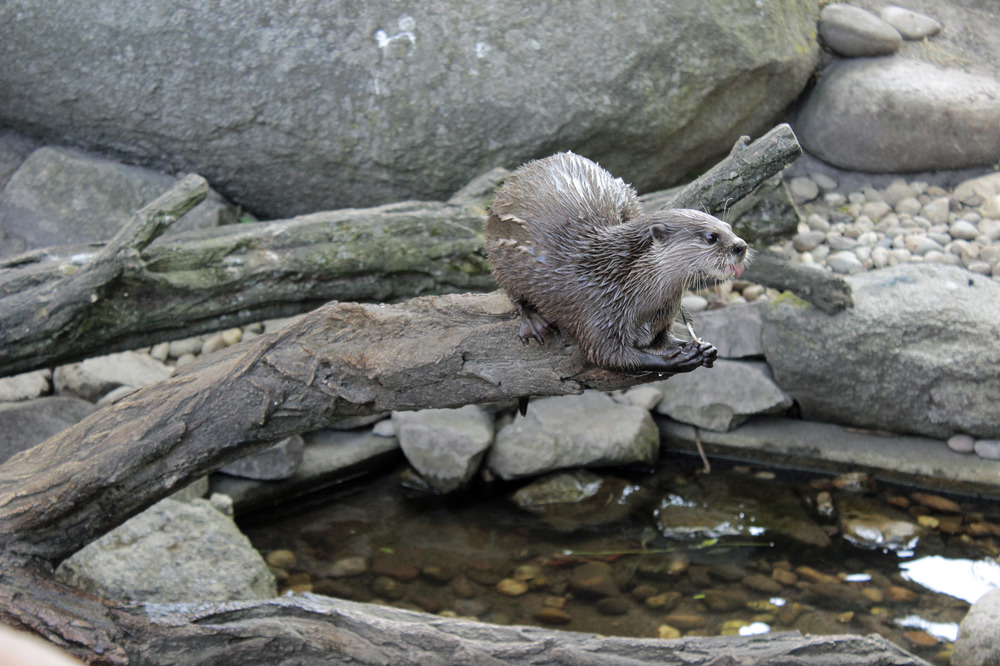 ..der freche Otter..;-)