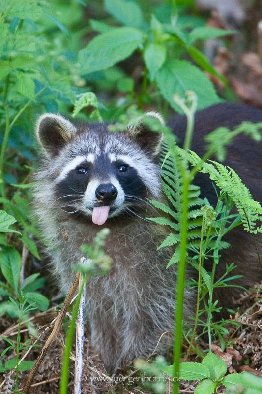 Der freche Waschbär