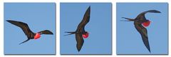 der fregattvogel