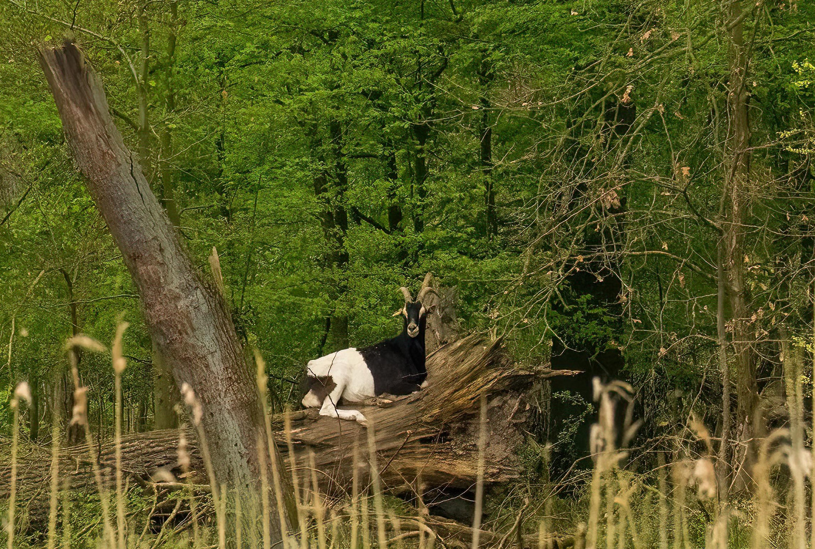 Der freie Geist