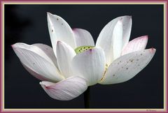 der freifliegende heilige lotus