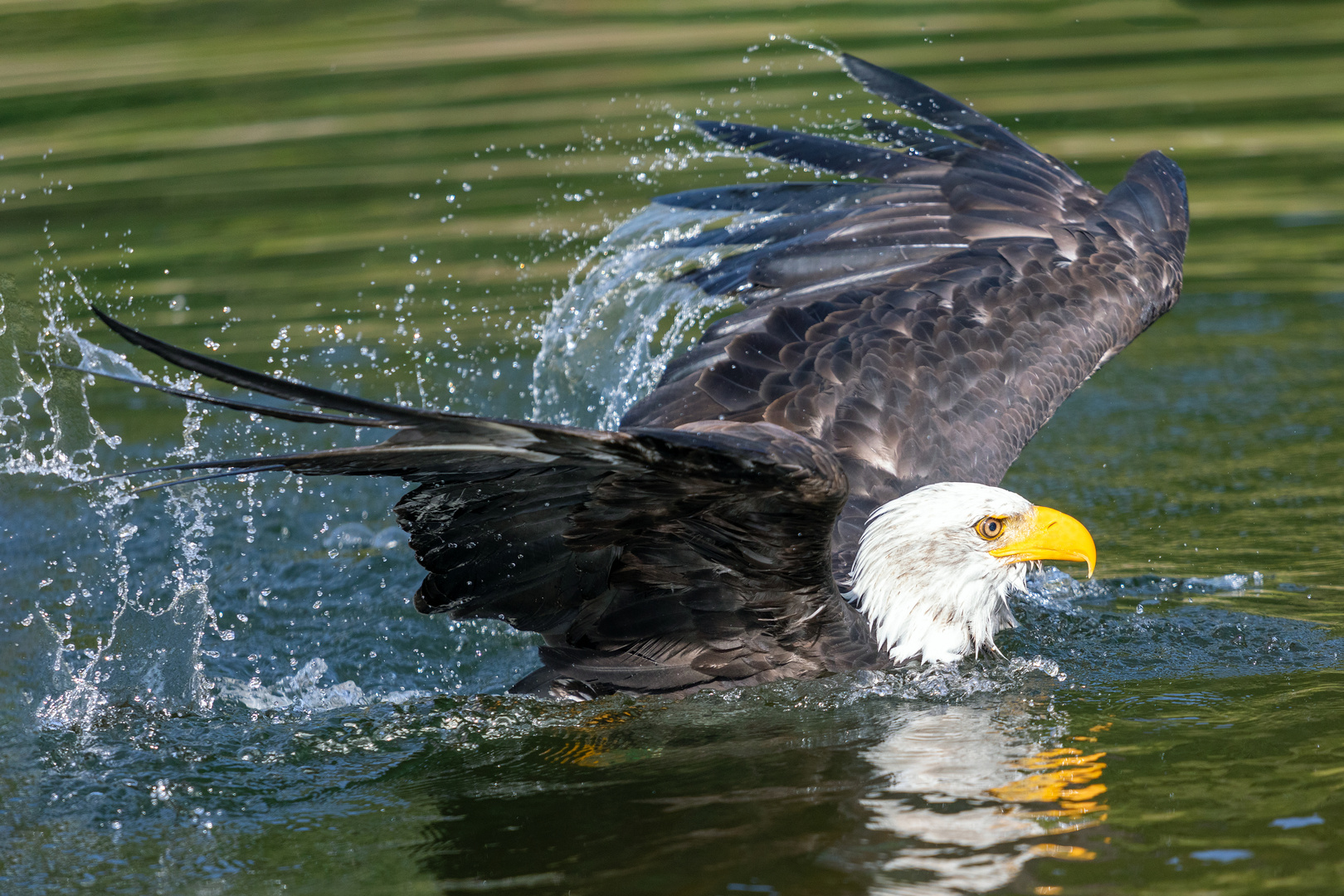 Der Freischwimmer