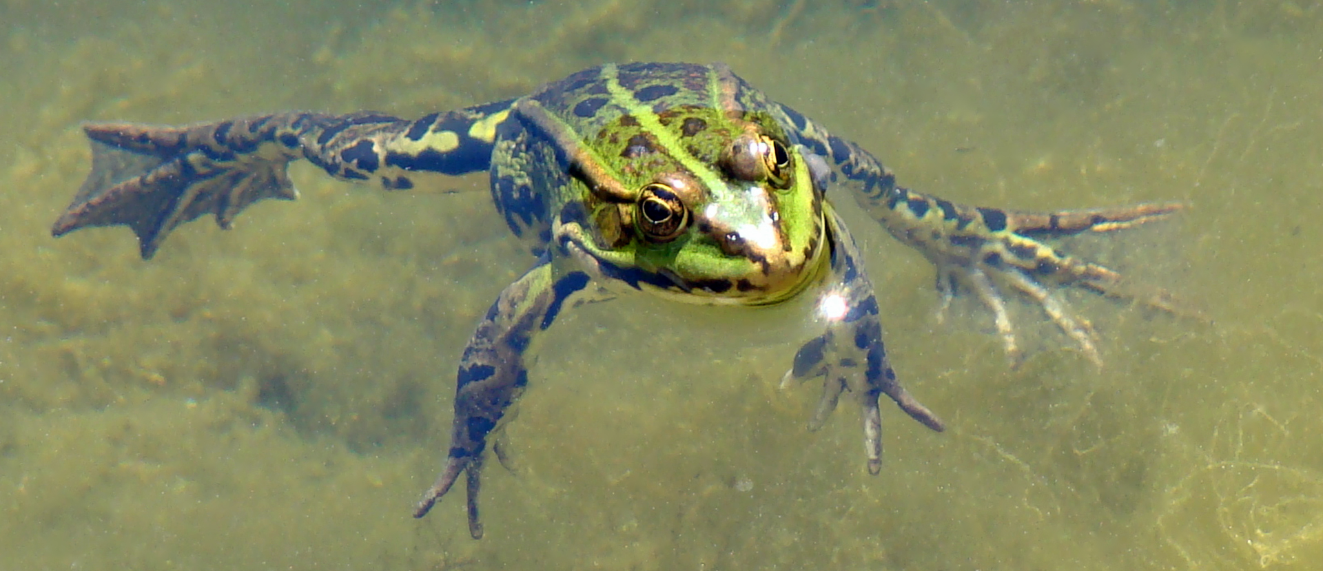 Der Freischwimmer I