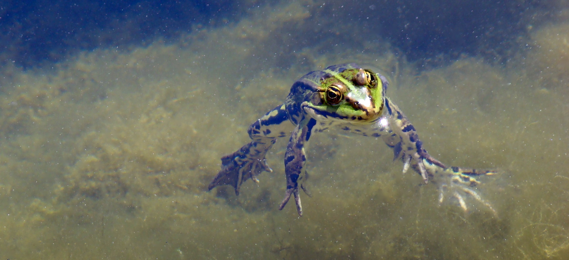 Der Freischwimmer II