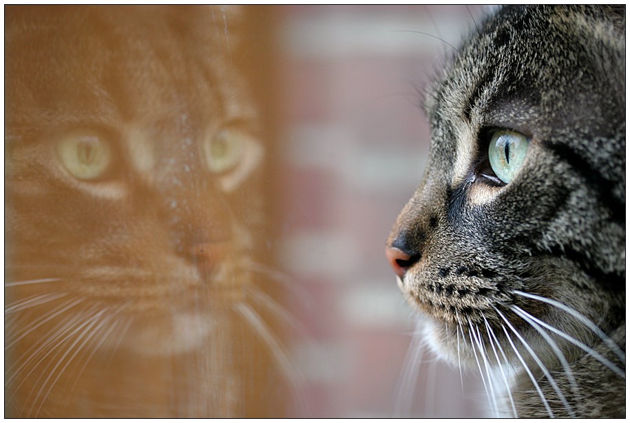 der fremde im fenster....