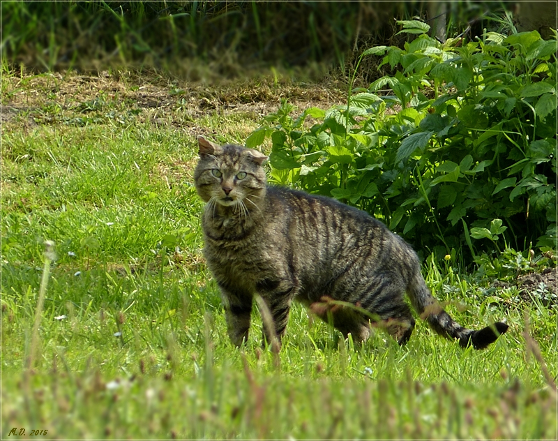 Der Fremde in unserem Garten.....