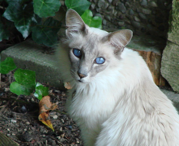 der fremde Kater, in meinem Garten