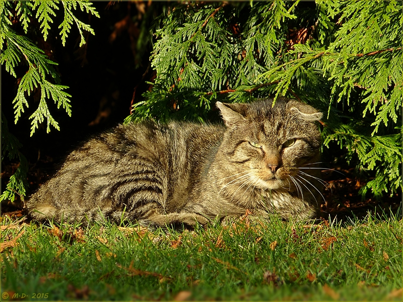 Der fremde und scheue Kater .....