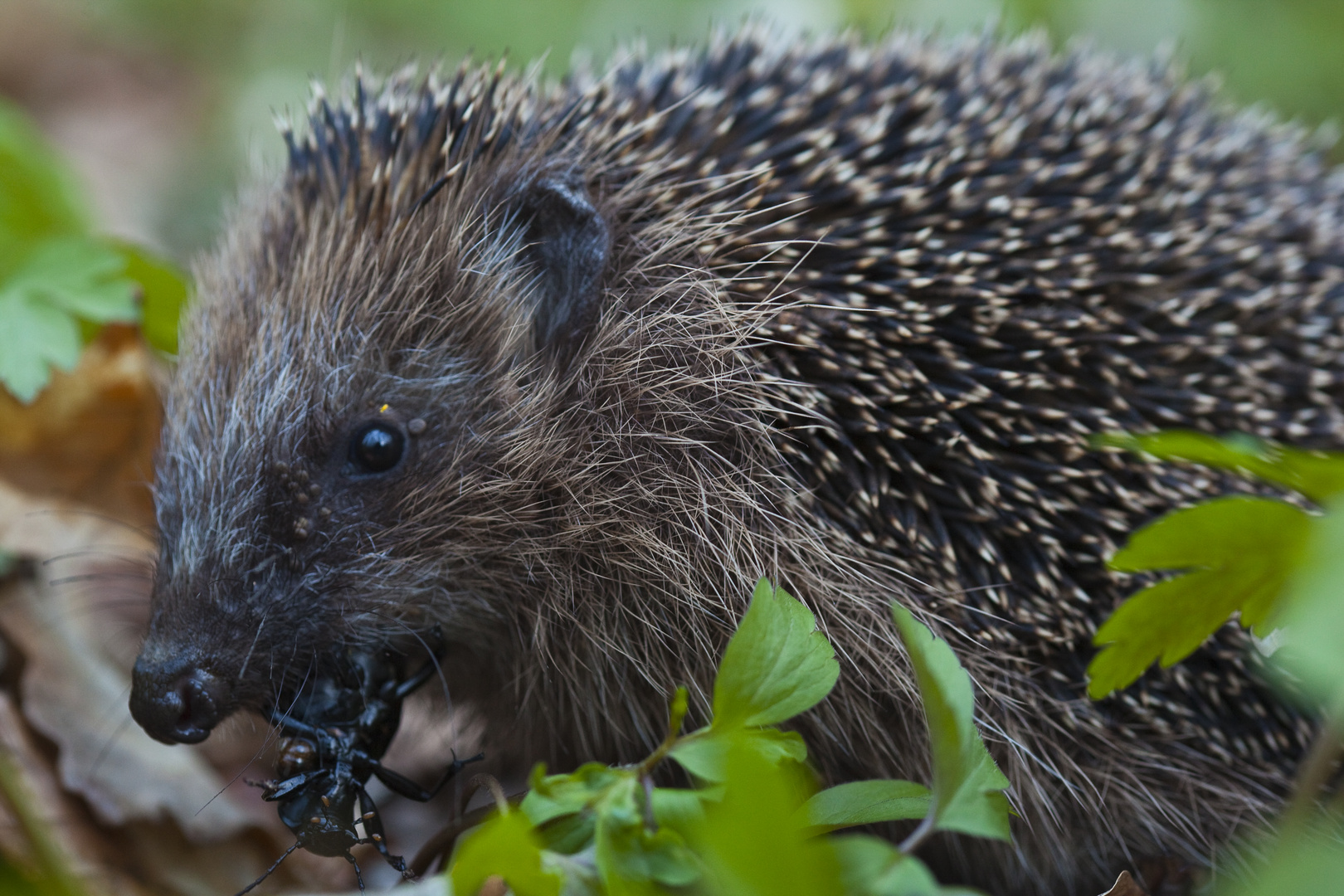 Der fressende Igel