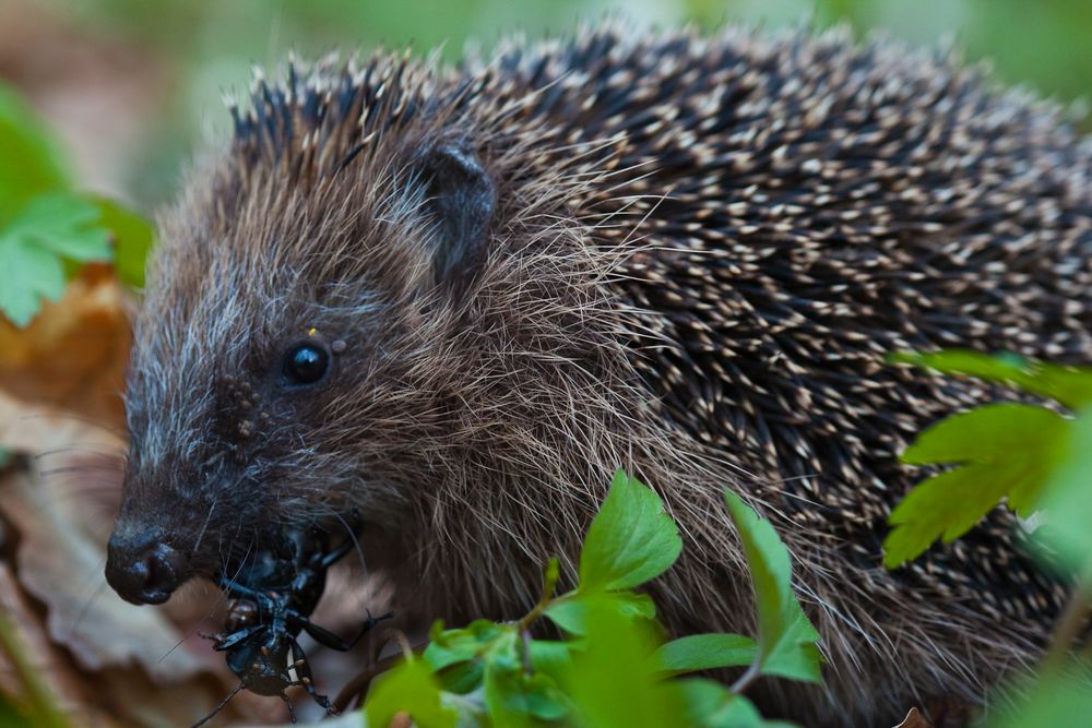 Der fressende Igel von Jens Janotta 