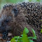 Der fressende Igel