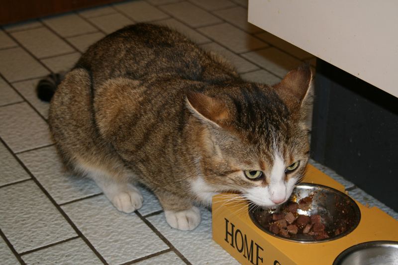 Der Freund unserer Katze mit Namen Kater