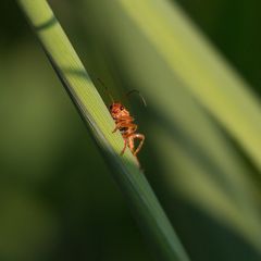 der Freund von Biene Maja?