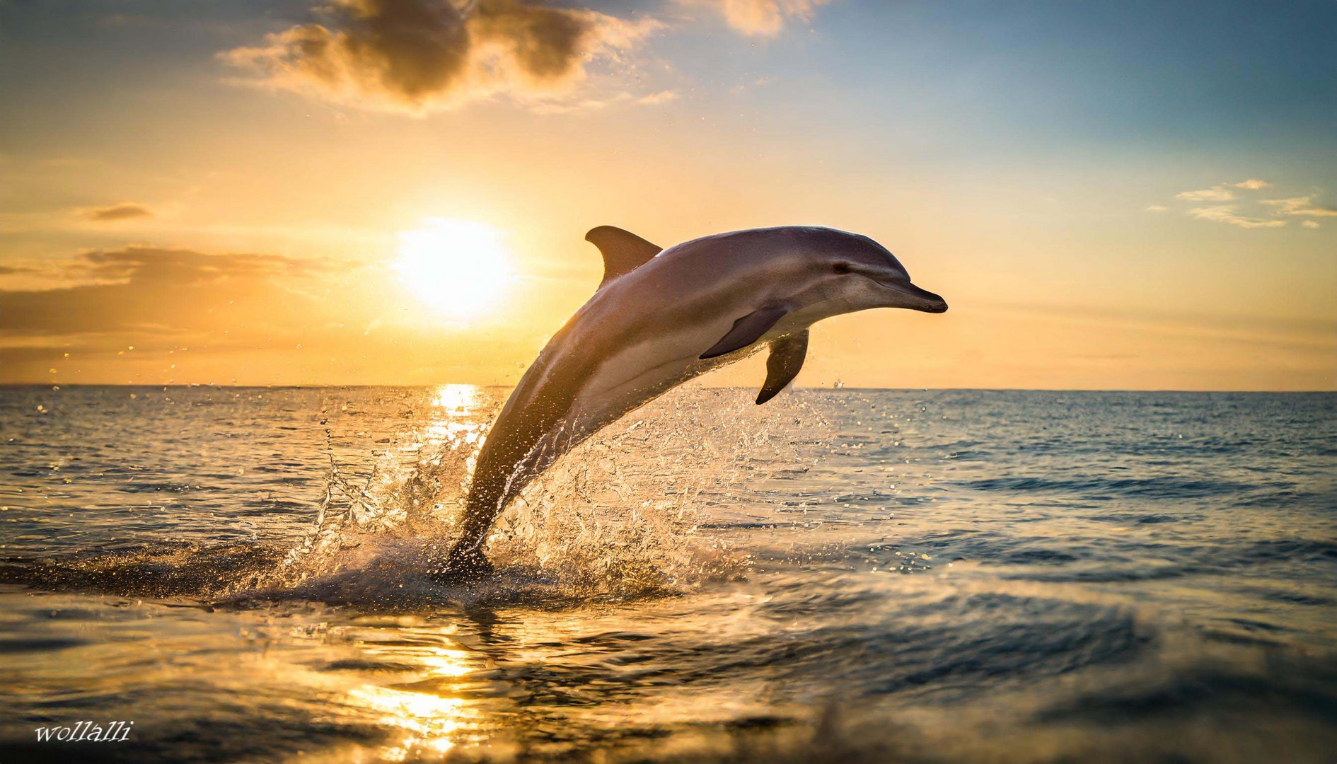 Der freundliche Delfin hüpft aus dem Wasser (KI)
