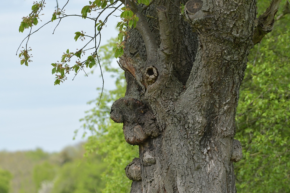 Der freundliche Kirschbaum