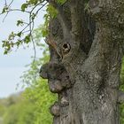 Der freundliche Kirschbaum