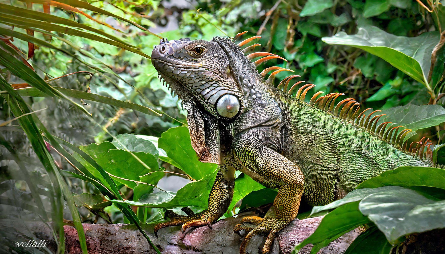 Der freundliche Leguan