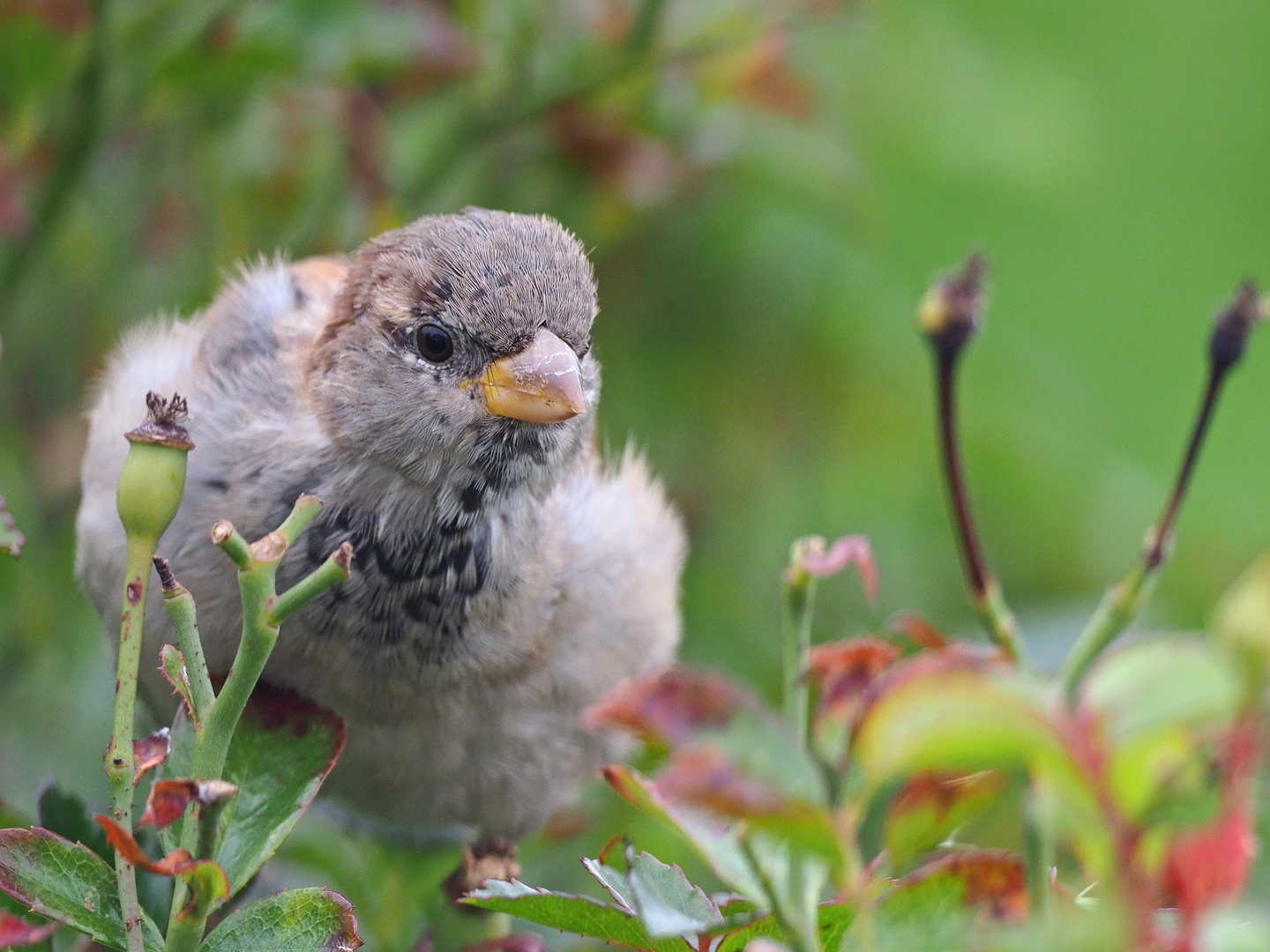 Der freundliche Spatz