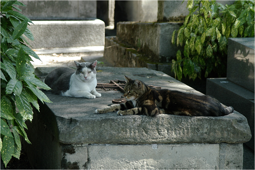 Der Friedhof am Montmatre