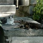 Der Friedhof am Montmatre