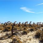 Der Friedhof der Anker