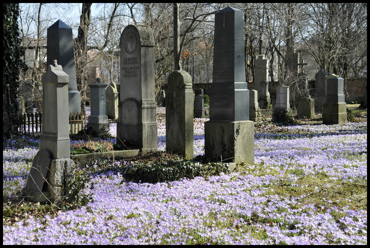 Der Friedhof erblüht