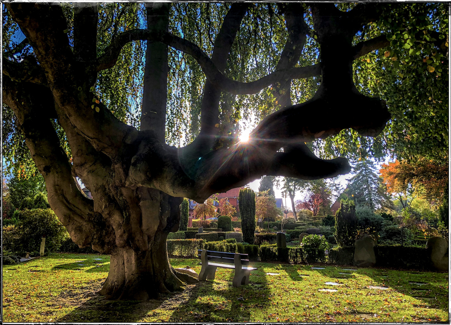 Der Friedhofsbaum