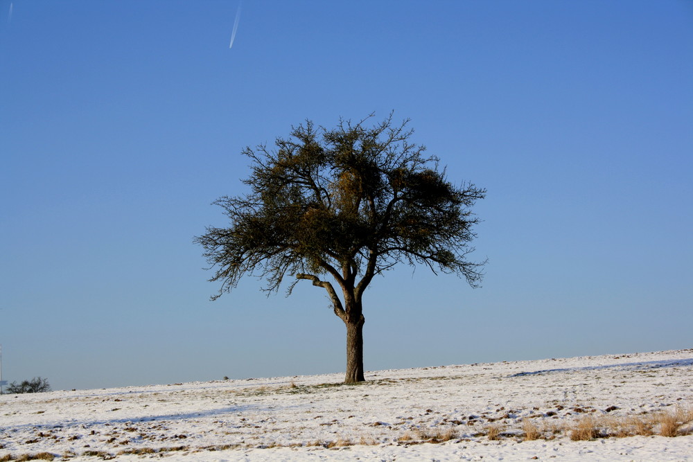 der frierende Baum....