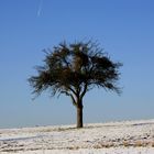 der frierende Baum....