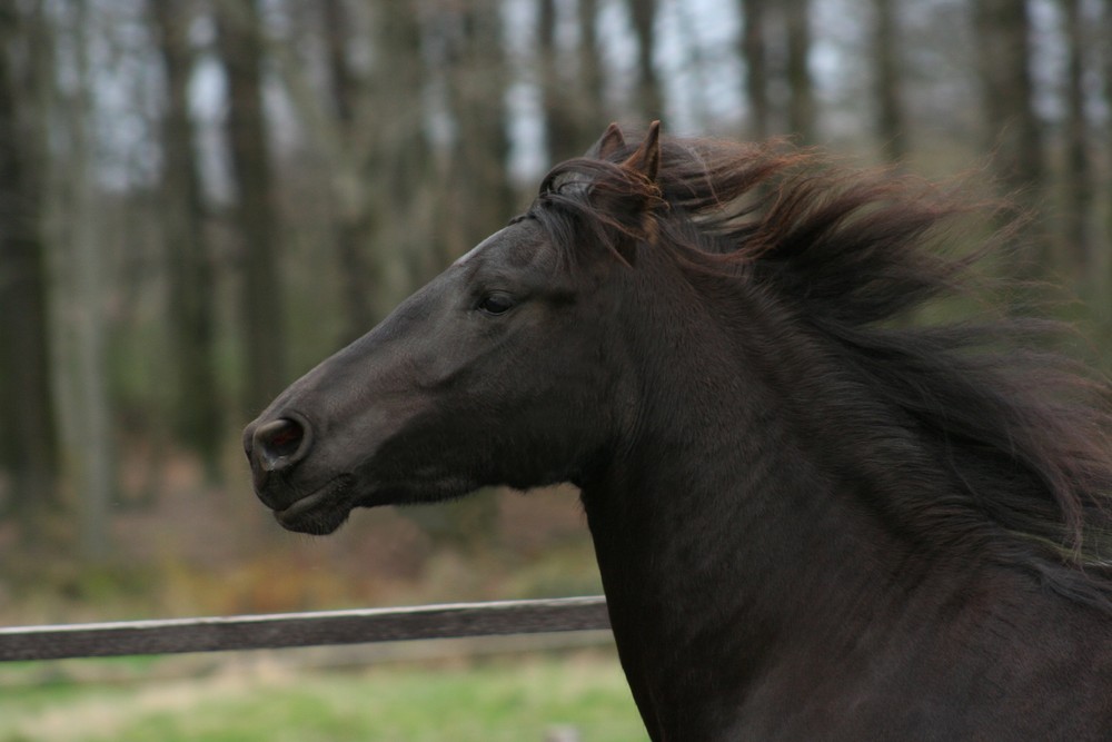 Der friesische Mustang!