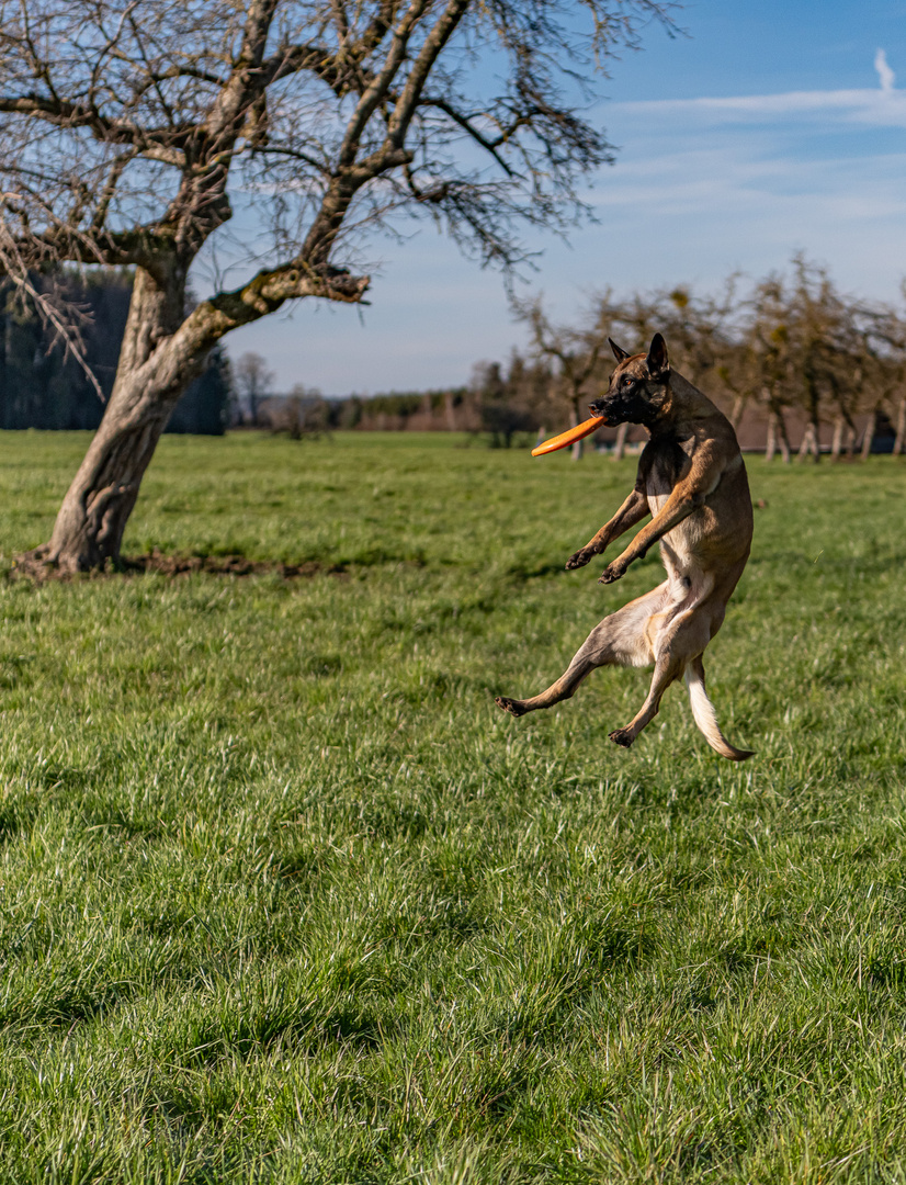 Der Frisbee Hund 01