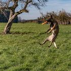 Der Frisbee Hund 01