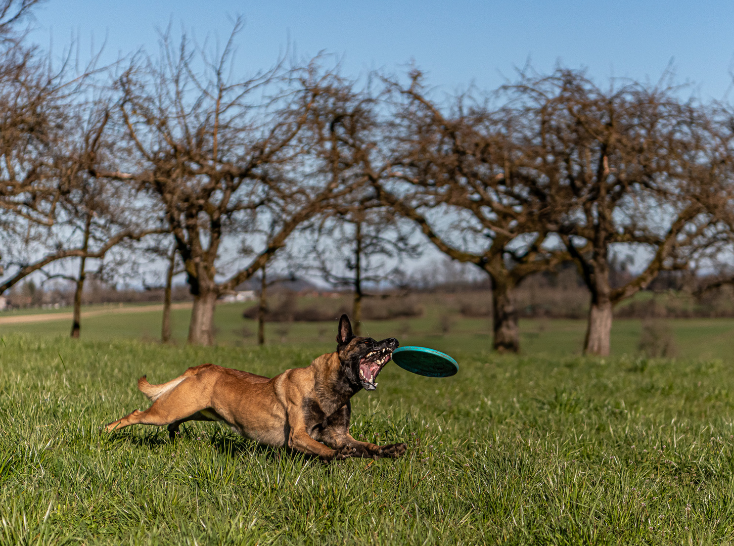 Der Frisbee Hund 02