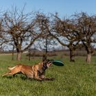 Der Frisbee Hund 02