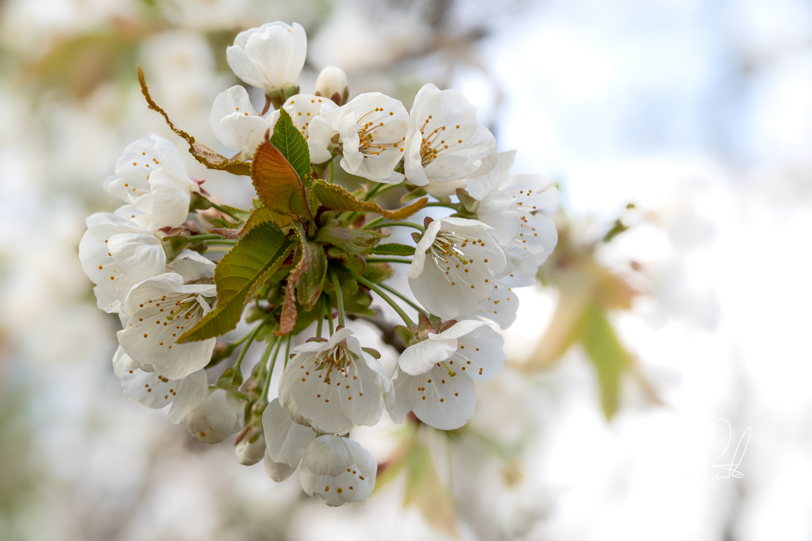 Der frische Frühling!