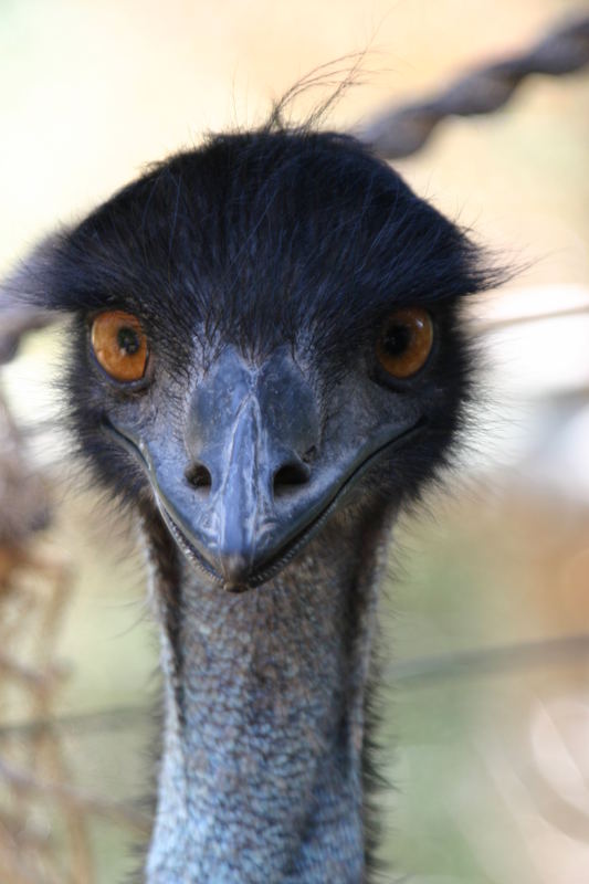 der frisierte emu