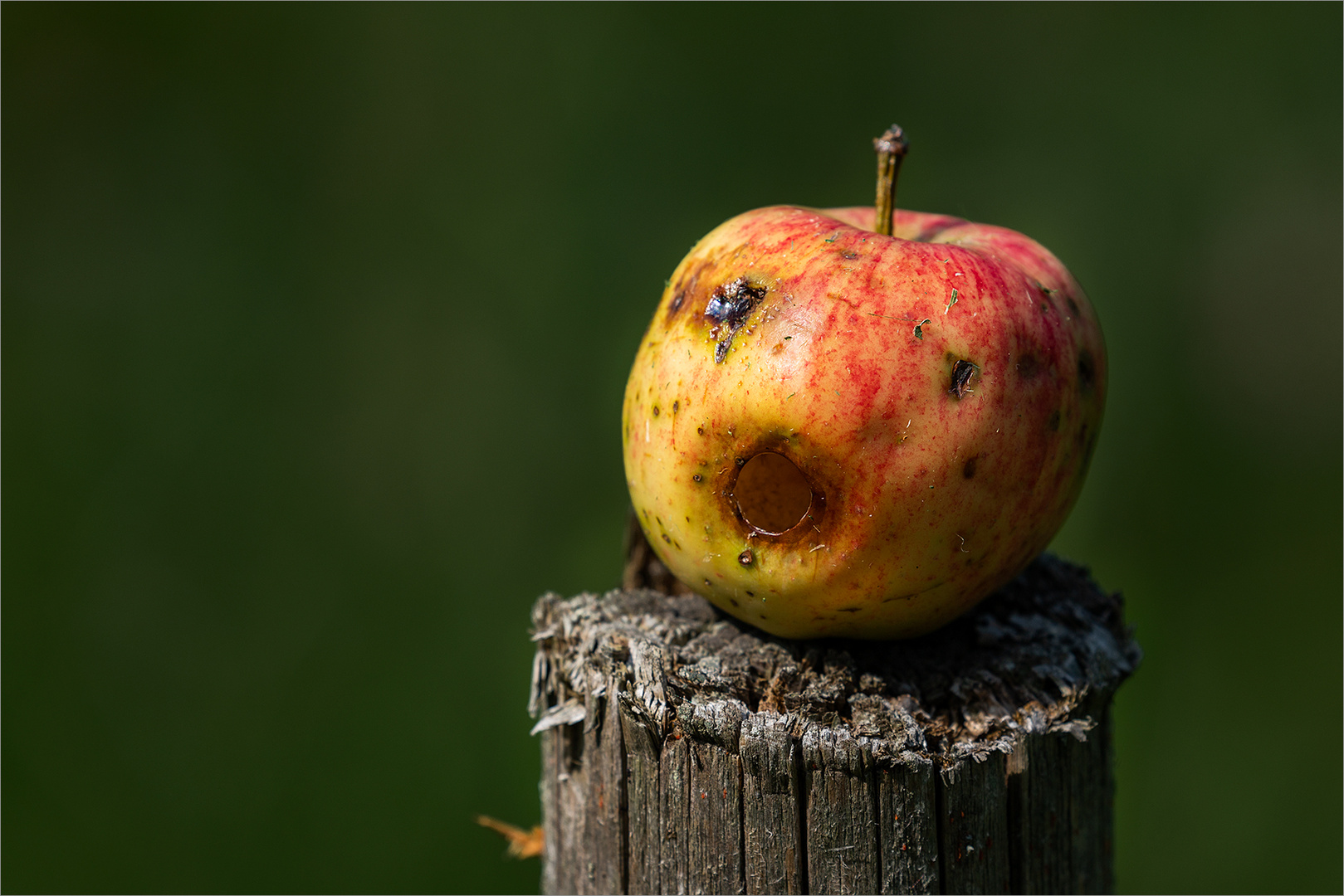 der fröhliche Apfel