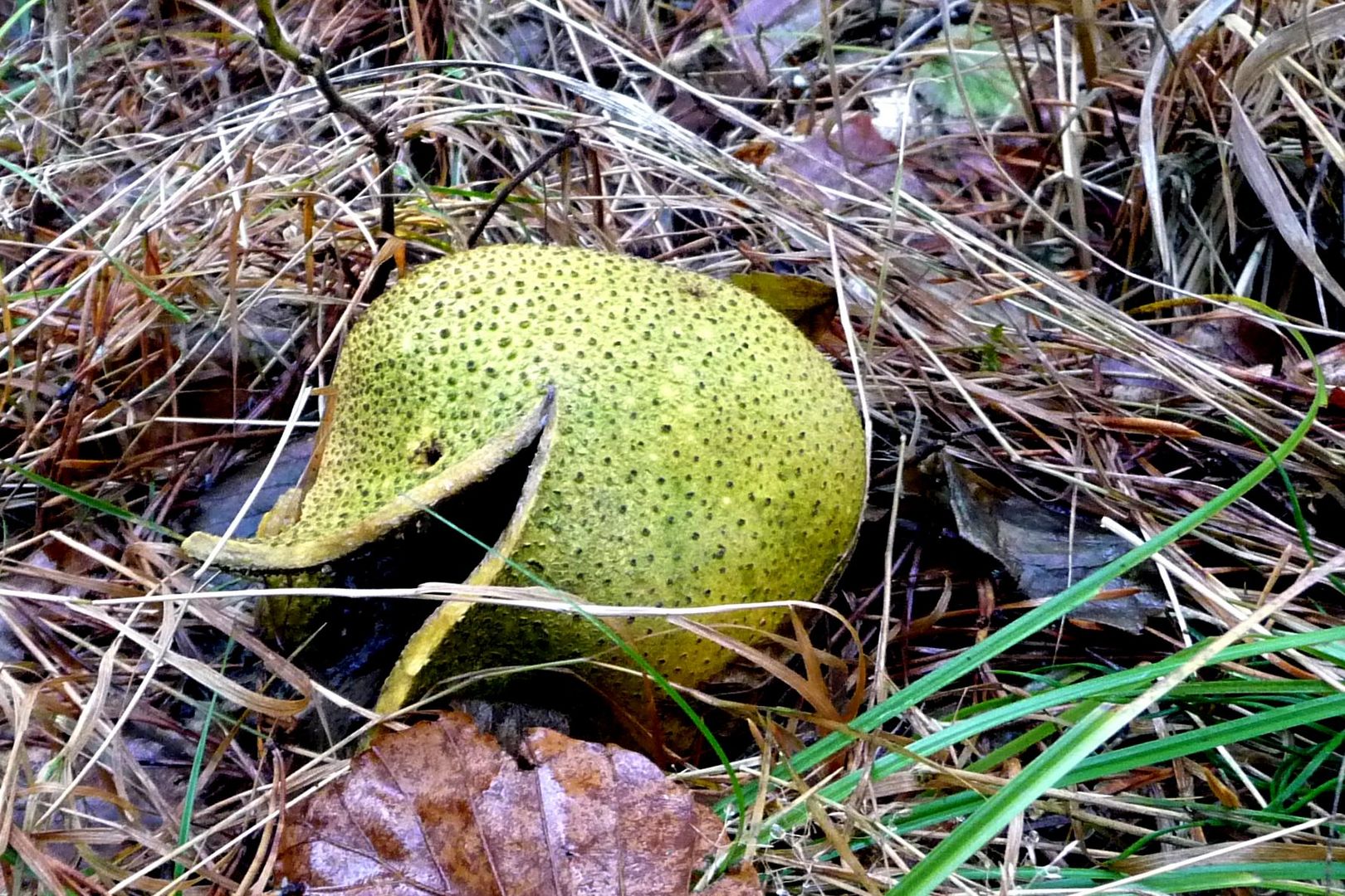 Der fröhliche Bovist