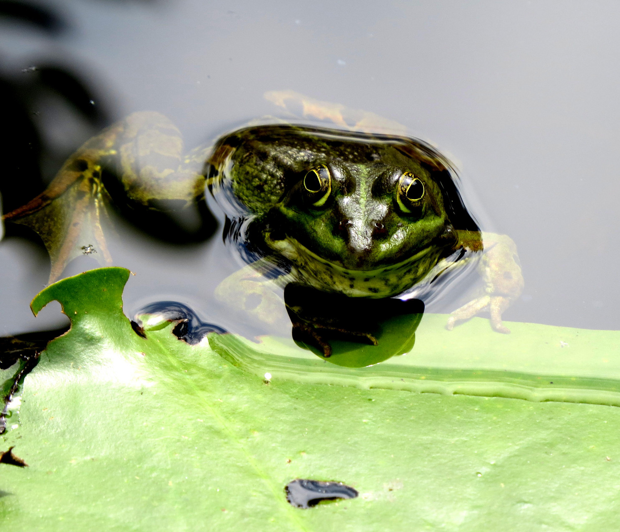 Der fröhliche Frosch