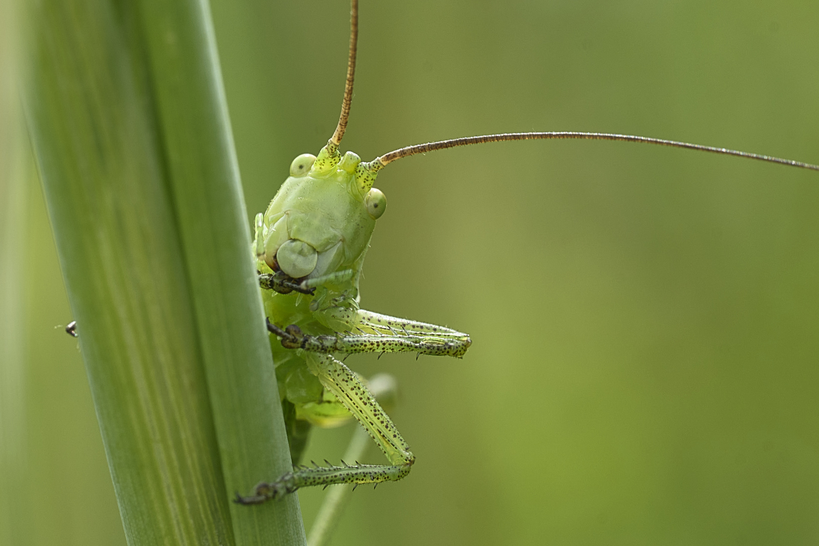 Der fröhliche Grashüpfer