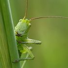 Der fröhliche Grashüpfer