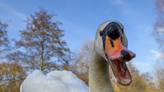 Der fröhliche Schwan