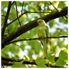 Der fröhliche Vogel