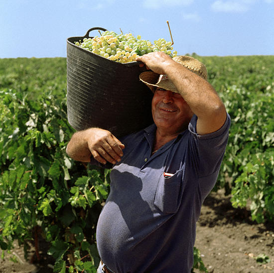 Der fröhliche Weinbauer