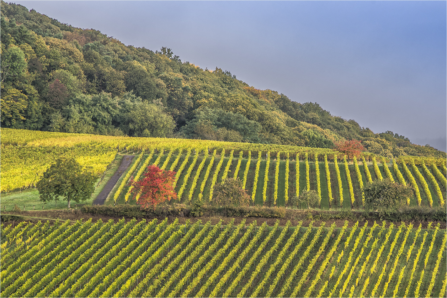 der fröhliche weinberg